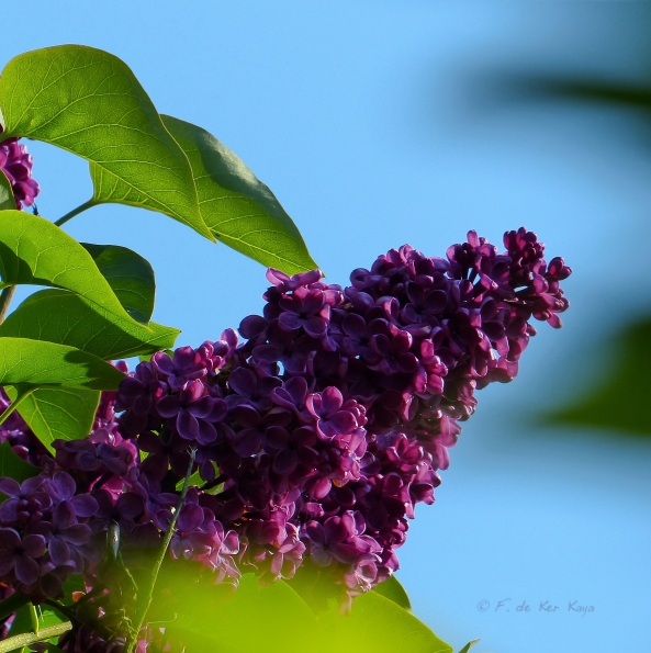Lilas